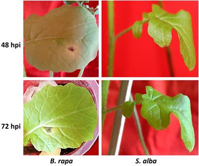 Comparative transcriptome profiling reveals differential defense responses among Alternaria brassicicola resistant Sinapis alba and susceptible Brassica rapa